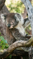 Koala bear in eucalyptus tree, portrait
