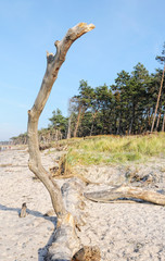beach landscape of darss peninsula at baltic sea in germany