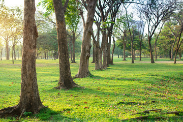 Fresh green lawn in city park, leaves strewn in the field, morning sunlight