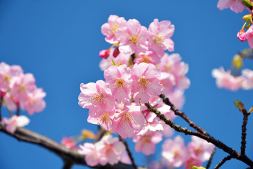 河津桜