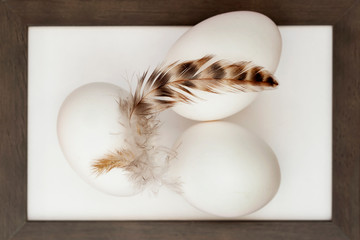 Top view of natural white eggs and soft brown feather in wooden frame
