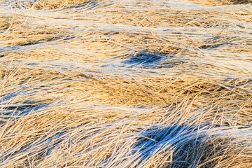 beautiful dry grass covered with spring frost