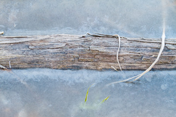 dry cracked tree frozen into ice