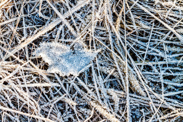 grass and leaves covered with spring frost