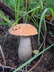 Mushroom in the foliage. Nature photography