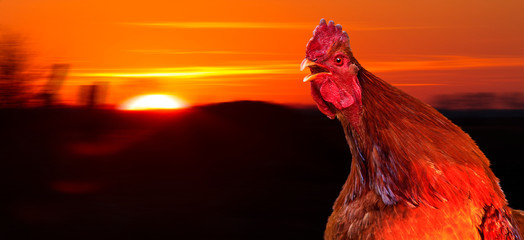 rooster meets a new day at dawn with a cock-a-doodle-doo