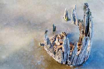 stump of an ancient tree sticks out from under the ice