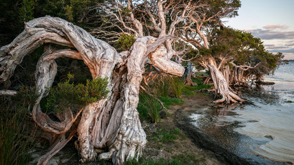 australian white ghost trees