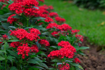 Fototapeta na wymiar Image of beautiful red pentas lanceolata flower in bloom in the garden.