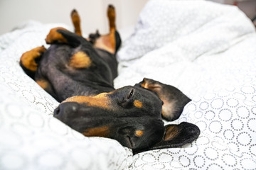 Dog Dachshund breeds, black and tan, is lying on back on the bed. Pets friendly  hotel or home room.