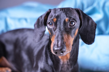 close up of cute little dachshund dog, black and tan, lying on bed