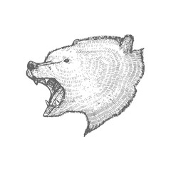 Isolated Roaring Bear in Hand Drawn Style