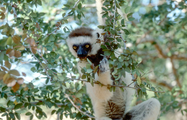 verreaux’s sifaka clinging to a tree