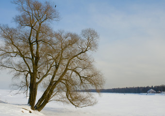 A lonely tree on a snow-covered field