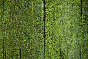 Green Wooden Moss Texture Background