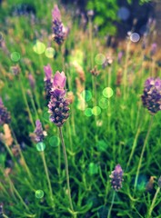 lavanda