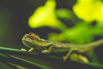 Chameleon in nature