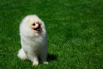 The dog breed pomeranian spitz