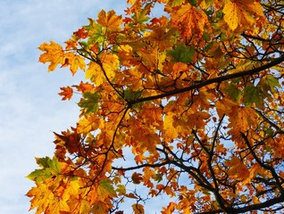 Colourful Autumn Leaves.