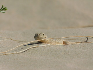 lizard on the sand with a blurred background