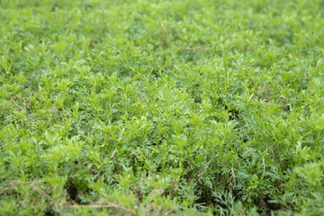Fototapeta na wymiar Closeup of natural small green leaves texture background.