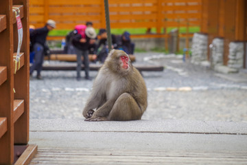 猿