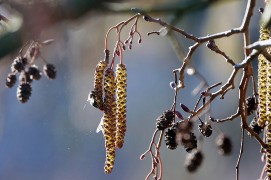 Biene mit Pollens&auml;ckchen sammelt Nektar,  Pollen Nahrung an den Fr&uuml;chten Zweigen einer Erle als Close up