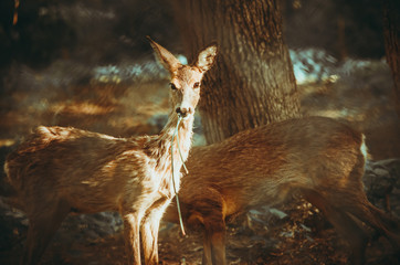 Roe deer eats grass on brown wooden background