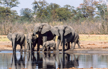 Obraz premium elephant herd at the river, drinking