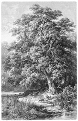 Oak / vintage illustration from Meyers Konversations-Lexikon 1897
