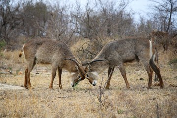 Waterbuck 