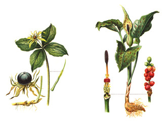 Paris quadrifolia (left) - Arum maculatum (right) - poisonous plants / vintage illustration from Meyers Konversations-Lexikon 1897