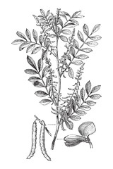 True indigo (Indigofera tinctoria) / vintage illustration from Meyers Konversations-Lexikon 1897