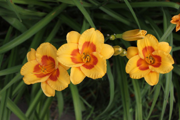 Fototapeta premium Yellow daylilies in the garden