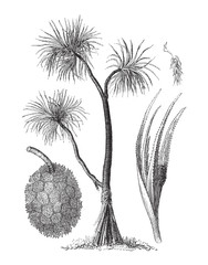 Pandanus tree (Pandanus tectorius) / vintage illustration from Meyers Konversations-Lexikon 1897