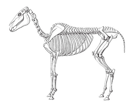 Horse skeleton / vintage illustration from Meyers Konversations-Lexikon 1897