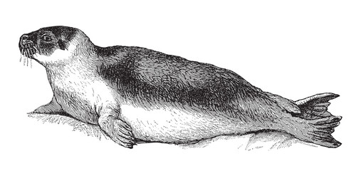 Harbor seal (Phoca vitulina) / vintage illustration from Meyers Konversations-Lexikon 1897 © Hein Nouwens