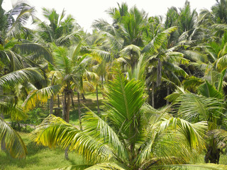 Coconut palm grove, Kochi, Kerala