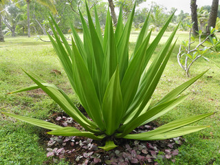 Tropical green plant Sabal minor, Trivandrum, Kerala India