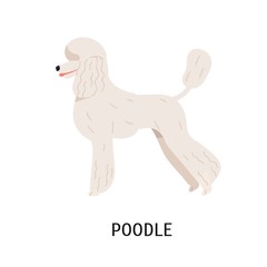 Fototapeta premium Standard Poodle
