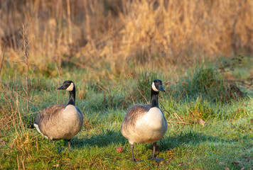 Greater canada goose in a field