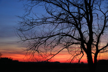 tree on sunset sky background
