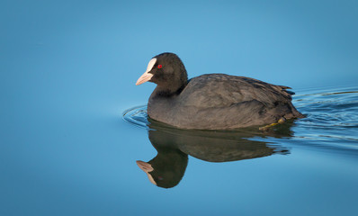 Coot swimming in his habitat a river