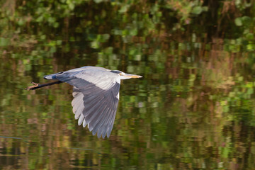 gray heron in flight