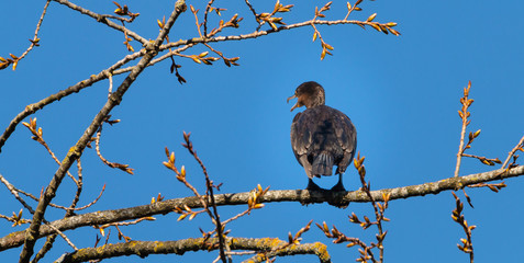 Cormorant sitting in a tree