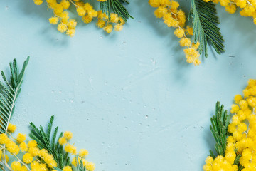 Blue background with mimosa branch for spring holidays