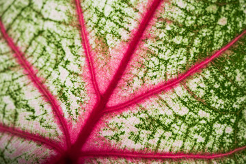 Caladium bicolor with pink leaf and green veins (Florida Sweetheart), Pink Caladium foliage Macro shot.
