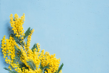 Blue background with mimosa branch for spring holidays