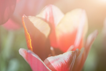 closeup of red tulip, soft selective focus, blurred background