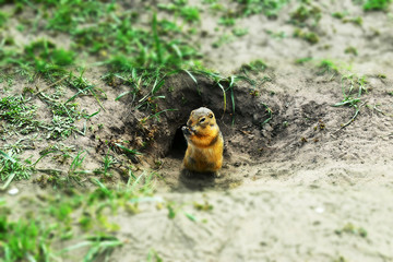 Gopher near his hole